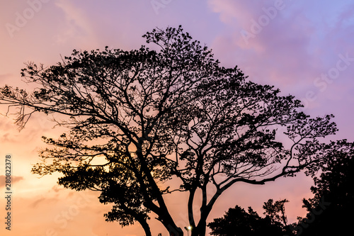 Tree and colorful sky with beautiful sunset