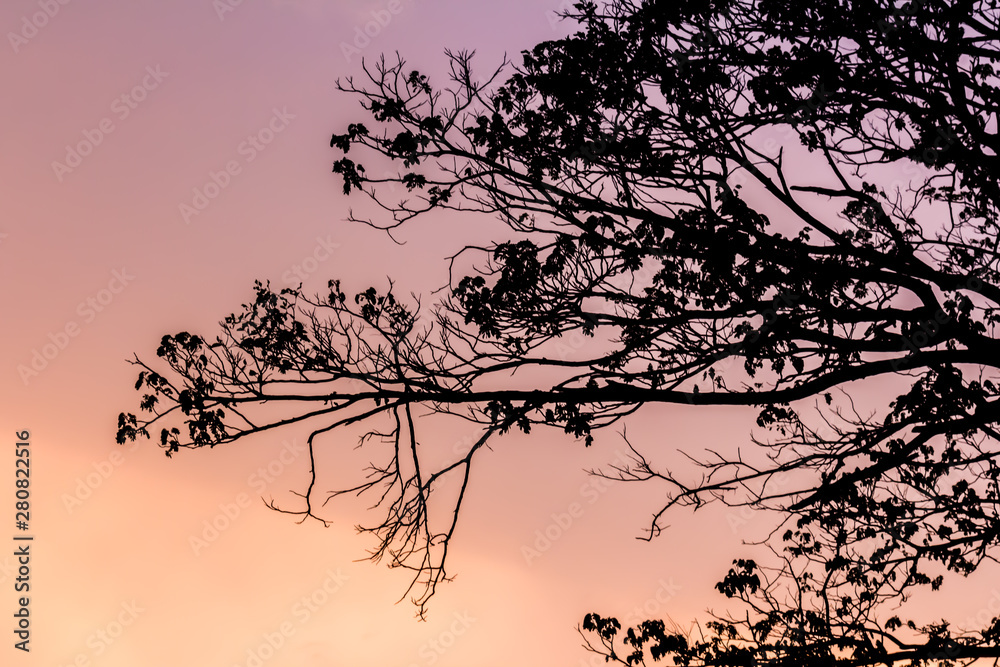 Fototapeta premium Tree and colorful sky with beautiful sunset