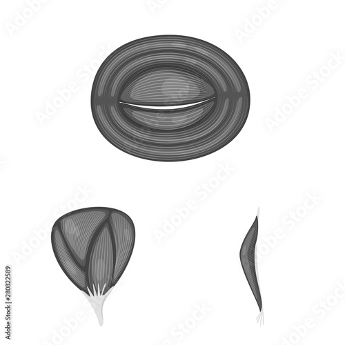 Vector illustration of human and body icon. Set of human and cells stock symbol for web.