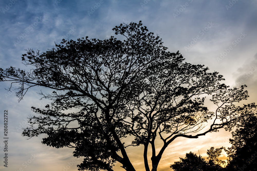 Tree and colorful sky with beautiful sunset Tree and colorful sky with beautiful sunset