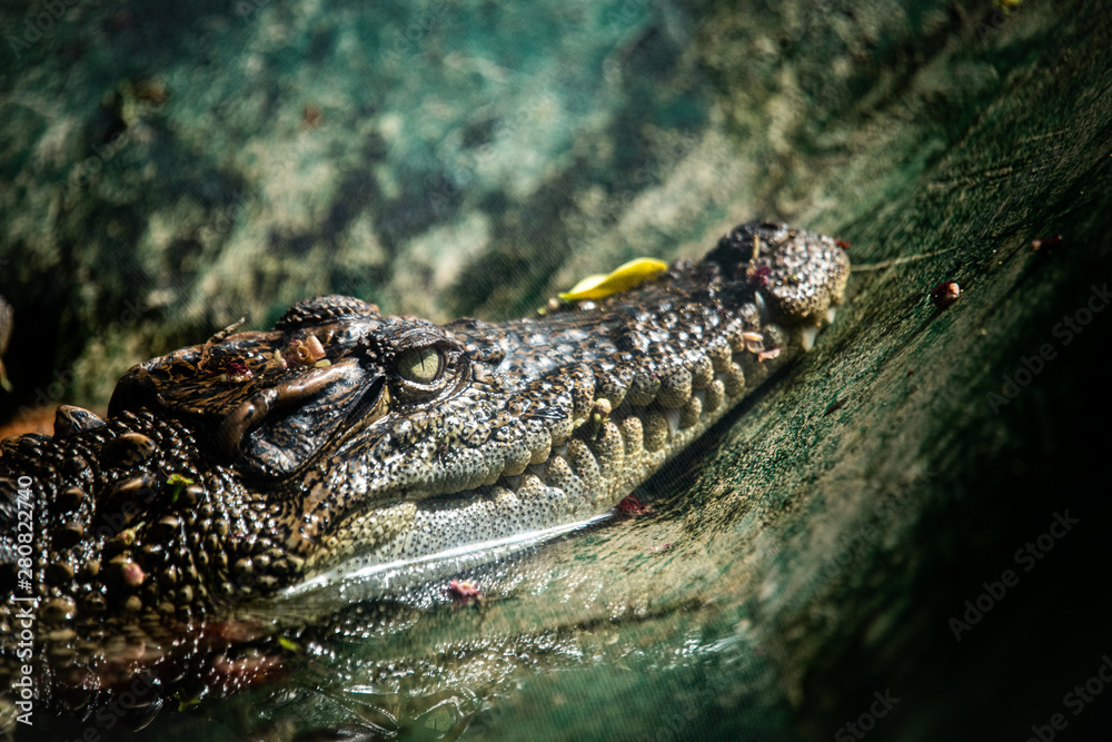 Obraz premium crocodile with mouth wide open