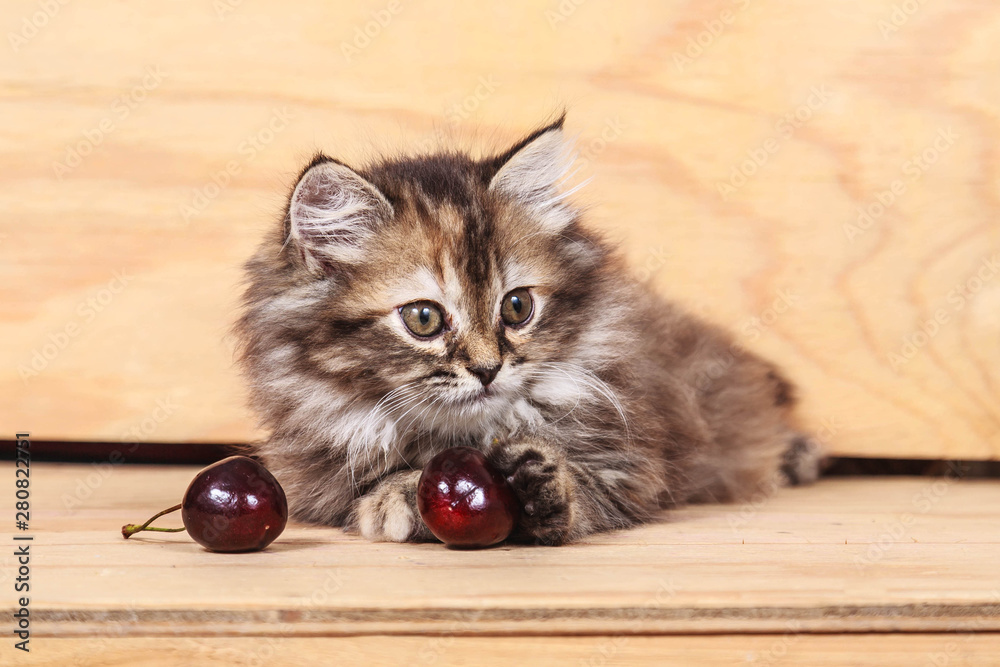 Persian cat playing cherry fruit