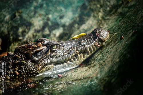 crocodile with mouth wide open photo