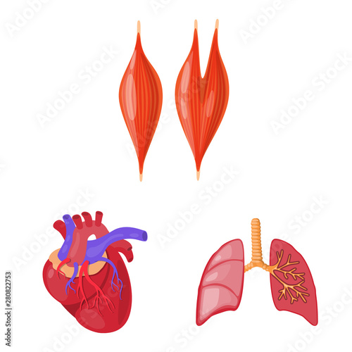 Vector illustration of anatomy and organ symbol. Set of anatomy and medical stock symbol for web.