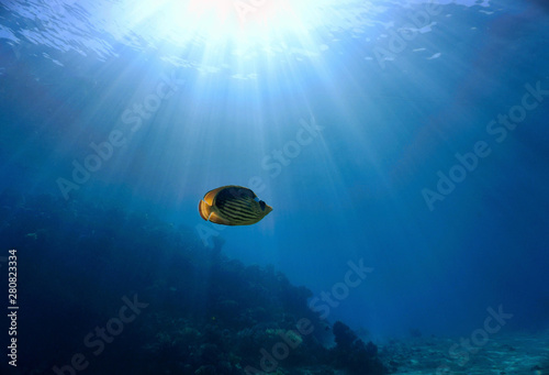 fish alone in the sunlight over the coral reef