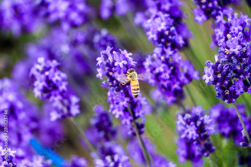  a bee and the flower