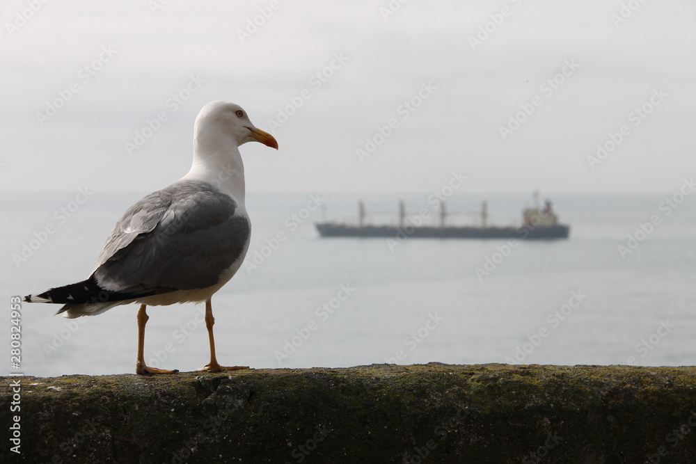 Fototapeta premium gabbiani che ammirano il panorama