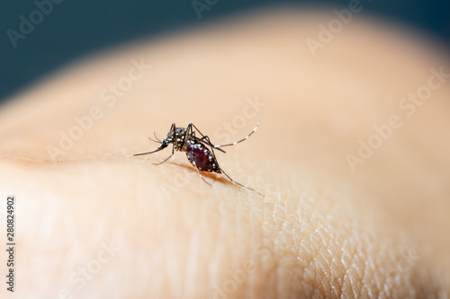 Close-up of blood sucking mosquitoes