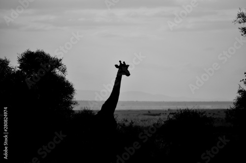 Masai Giraffe Full Silhouette  Amboseli  Kenya