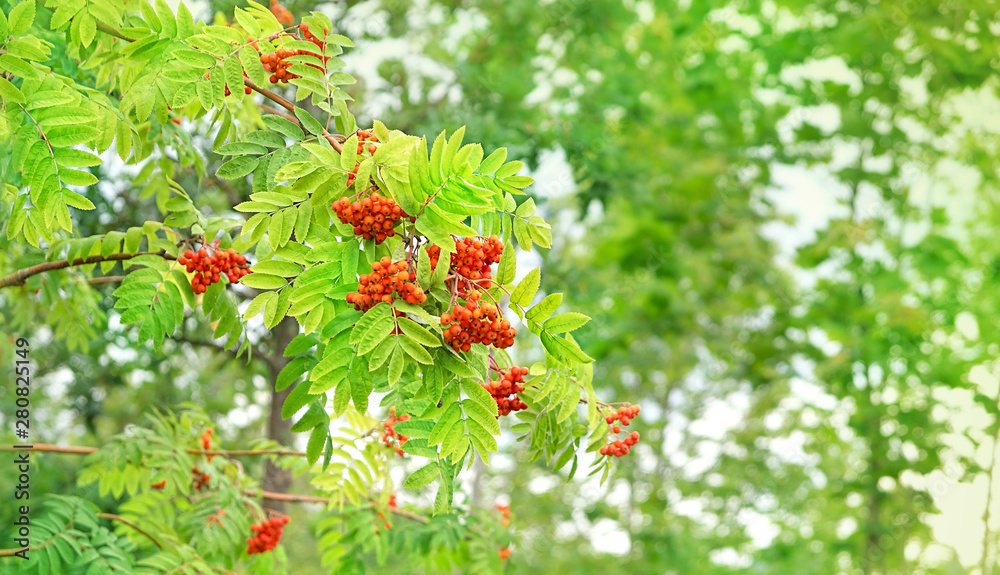 Obraz premium Red rowan berries on green tree. tree with bright ripe Rowan berries on nature background. Summer or autumn season nature backdrop. soft selective focus. copy space