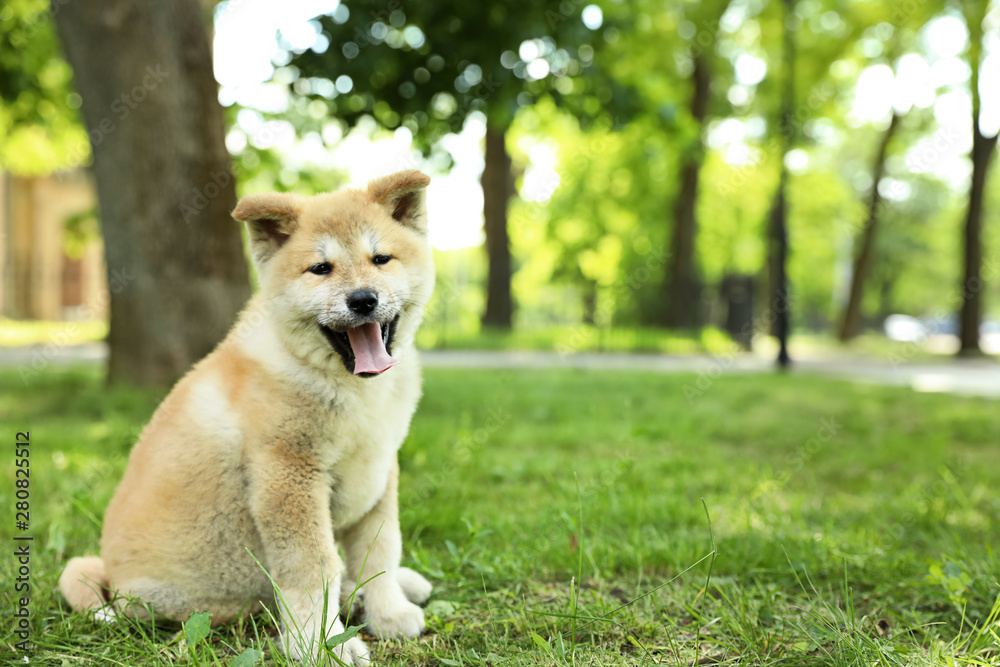 Funny adorable Akita Inu puppy looking into camera in park, space for text