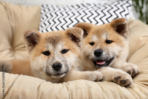 Adorable Akita Inu puppies in armchair at home