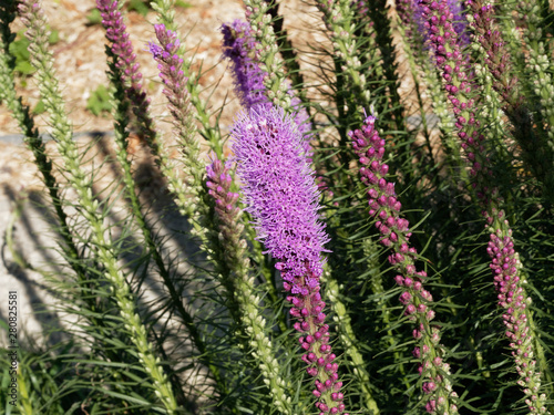 Liatris spicata | Plume du Kansas rose | Liatris à épis | Liatride en épi | Liatride à épis 