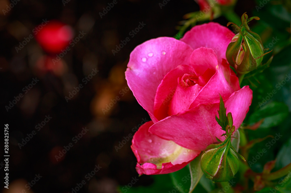 Obraz premium Fragrant Rose in Full Blossom
