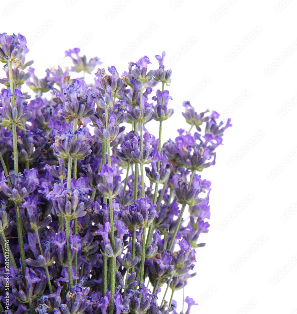 Fototapeta premium Beautiful tender lavender flowers on white background, top view