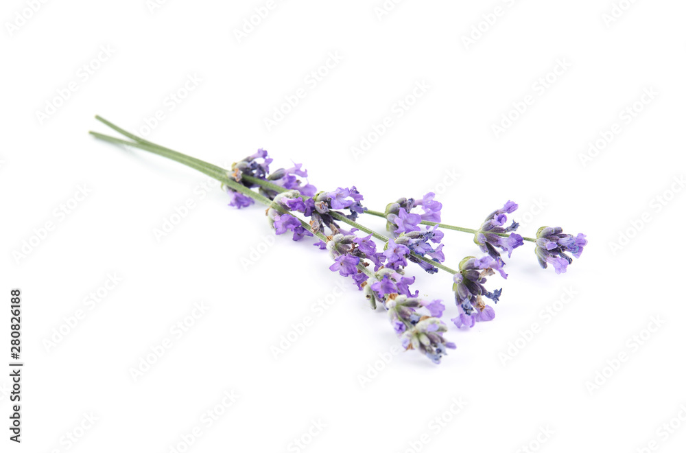 Fototapeta Beautiful tender lavender flowers on white background