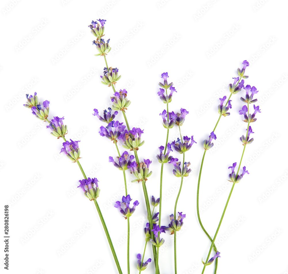 Naklejka premium Beautiful tender lavender flowers on white background, top view