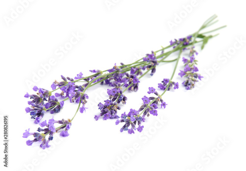 Beautiful tender lavender flowers on white background