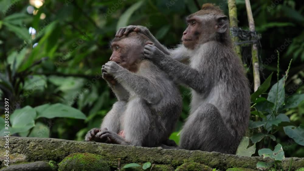 Long Tailed Macaque Monkeys in Monkey Forest Ubud, Bali Long Tailed Macaque Monkeys in Monkey Forest Ubud, Bali