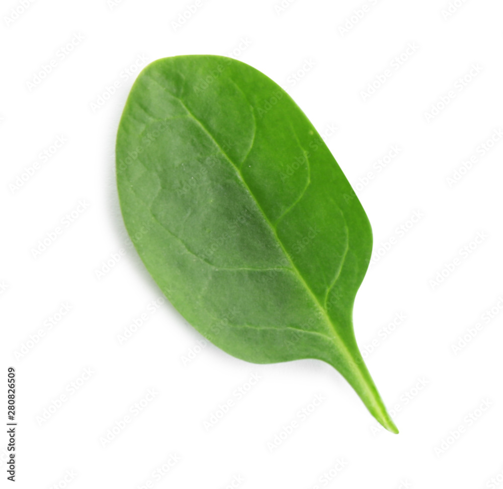 Obraz premium Fresh green leaf of healthy baby spinach on white background