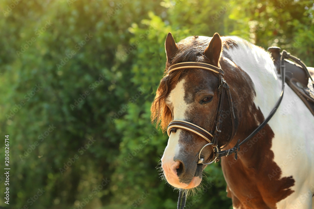 Obraz premium Cute pony with bridle in green park on sunny day