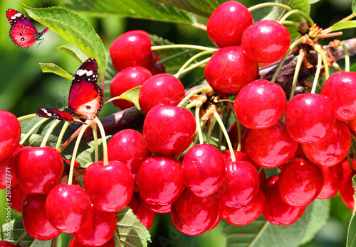 Red sweet cherry grows on a tree. Ripe juicy berries and green leaves against sunlight. Fruit orchard. Bumblebee on the branch. Gardening. Agriculture. Harvesting on sunny day