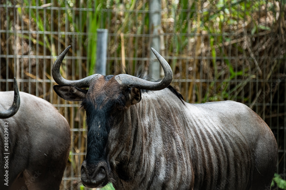 Closeup a lagre African animal long horns Wilderbeast or Gnu in the zoo.  Stock Photo | Adobe Stock