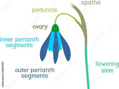 Parts of flower. Morphology of Galanthus nivalis or Common snowdrop flower with titles