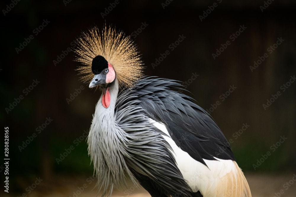 Fototapeta premium Closeup marvelous head of beautiful bright crest black Crowned Crane isolated on blur background.