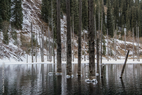 Pine tree's trunks in the water