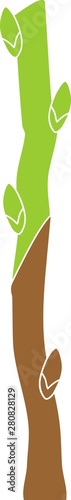Spring grafting tree. Splice Graft
