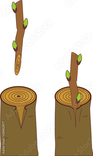 Spring grafting tree. Bark graft