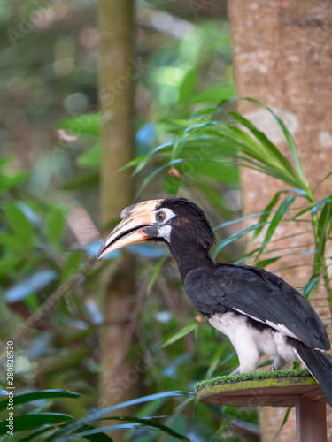 Oriental Indo Malayan Pied Hornbill photo