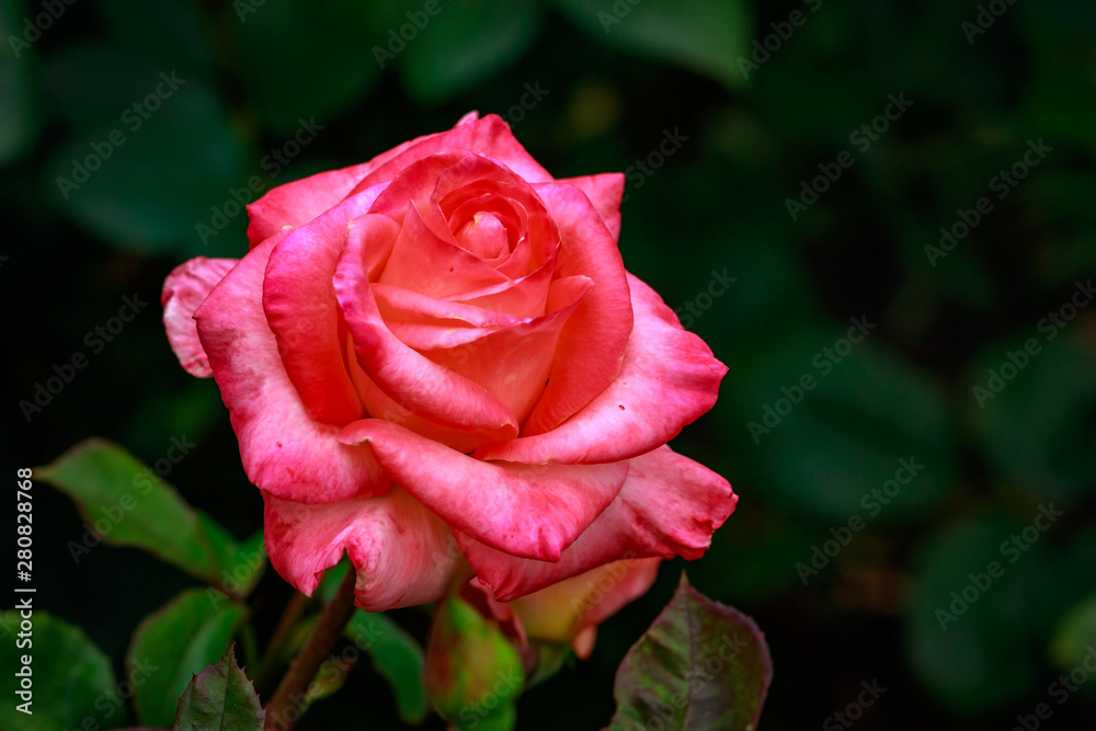 Fragrant Rose in Full Blossom