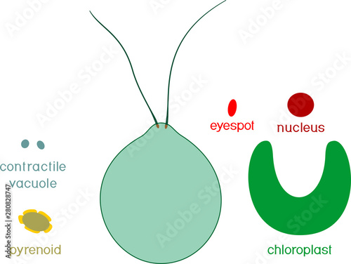 Educational game: assembling Chlamydomonas from ready-made components in form of stickers