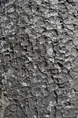 Photos ケヤキの表皮