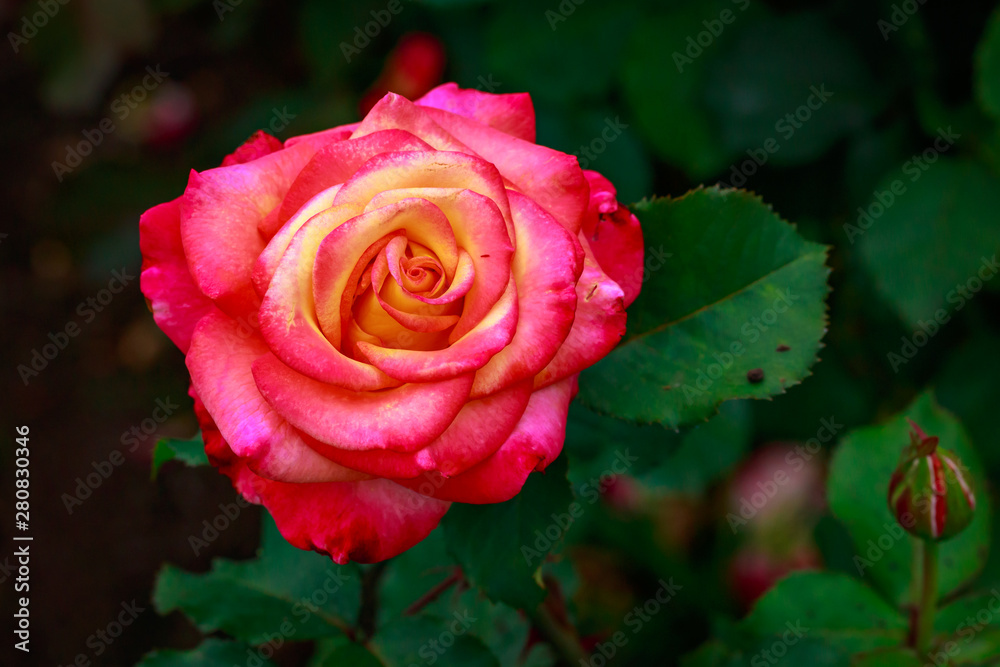 Fragrant Rose in Full Blossom Fragrant Rose in Full Blossom