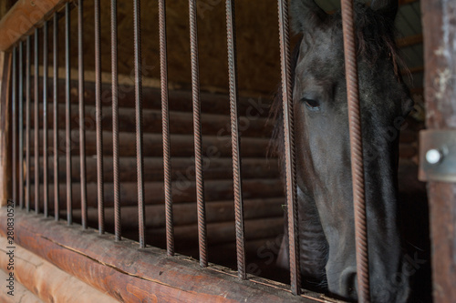 Canvas Print Horse at a farm in a stable behind bars.