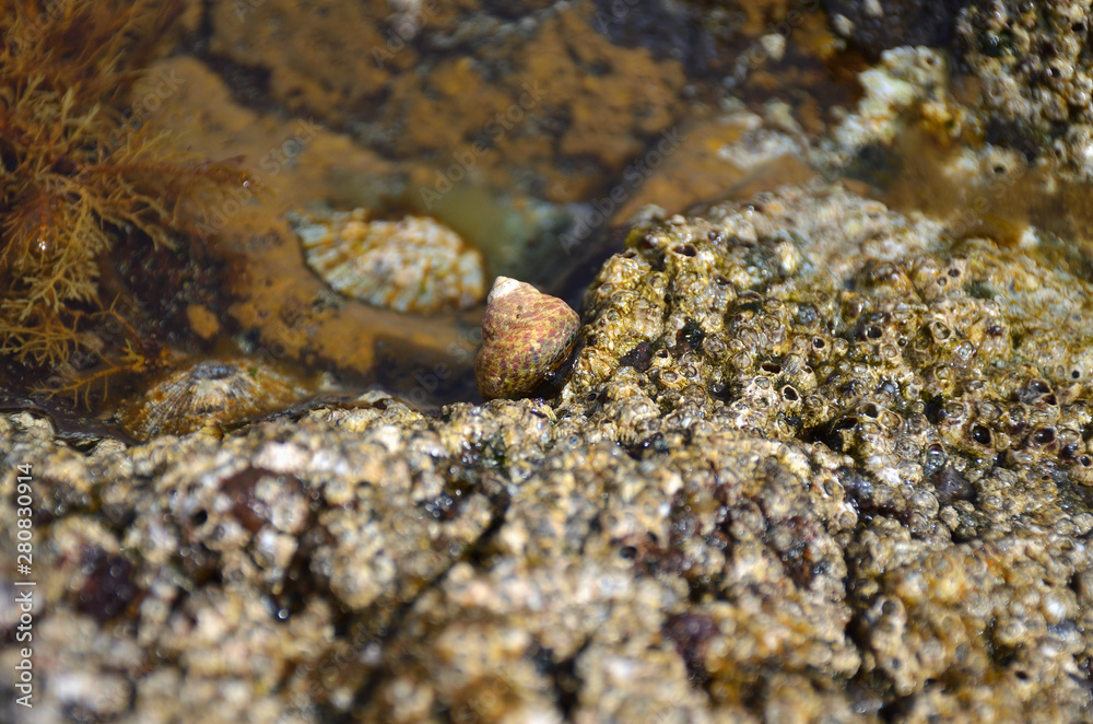 Camuflated Marine Snale on the Rocks