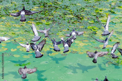 pigeons fly over the green lake © drakuliren