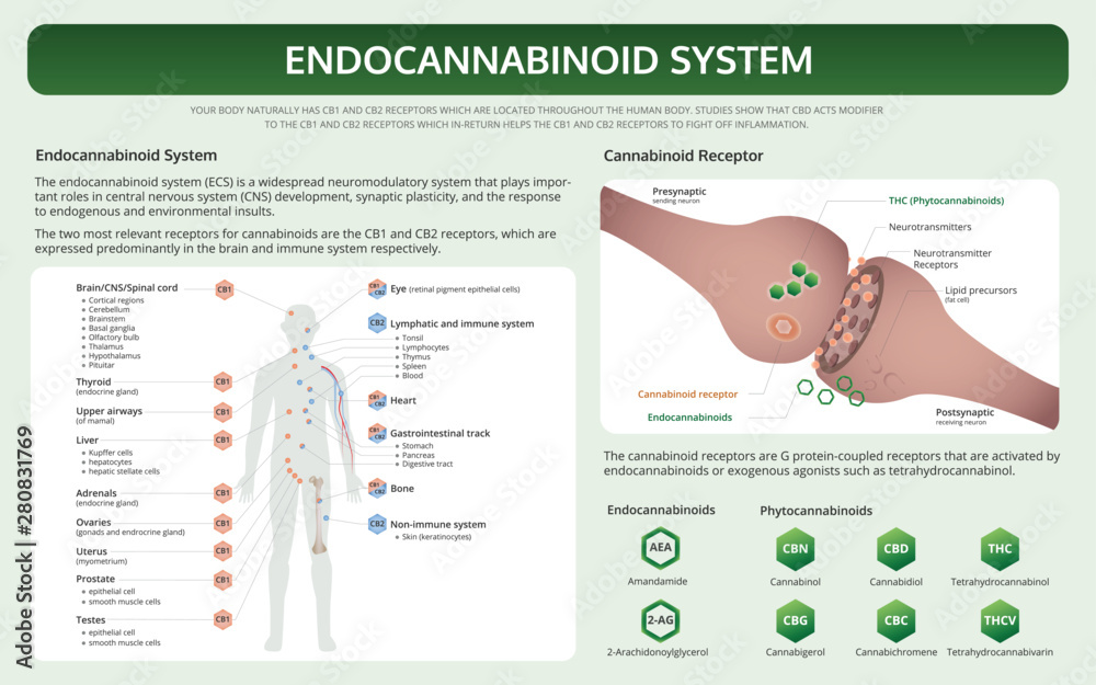 Endocannabinoid System Horizontal Texbook Design Infographic Stock ...