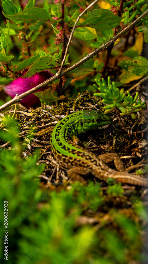 Obraz premium Wild lizzards fighting 