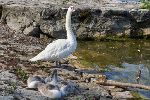 Höckerschwan mit 4 Jungen am Seeufer photo