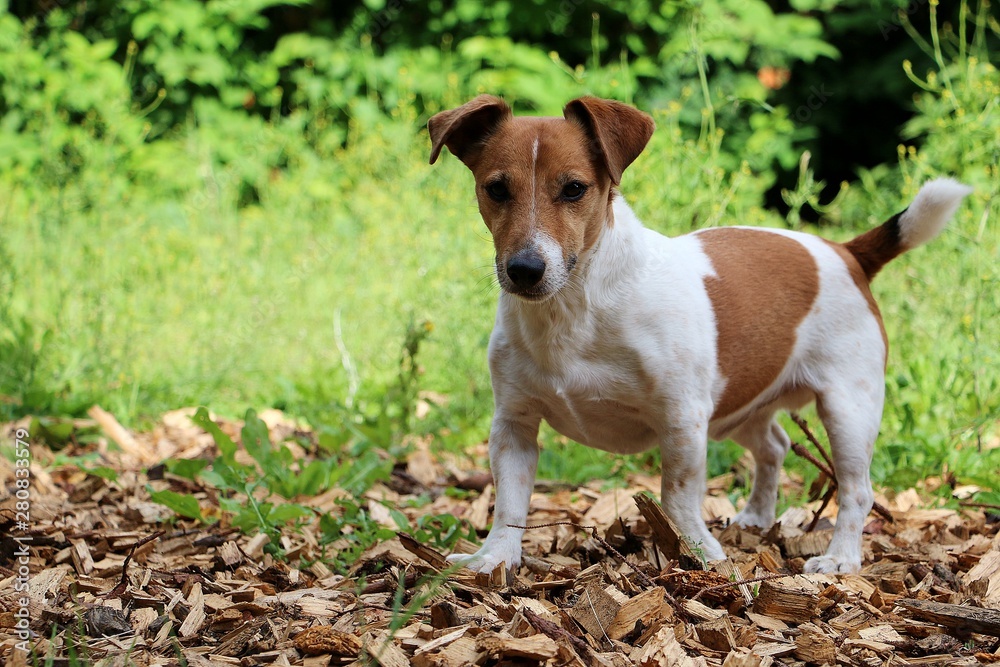beautiful small brown and white jack russell terrier is standing in the garden beautiful small brown and white jack russell terrier is standing in the garden