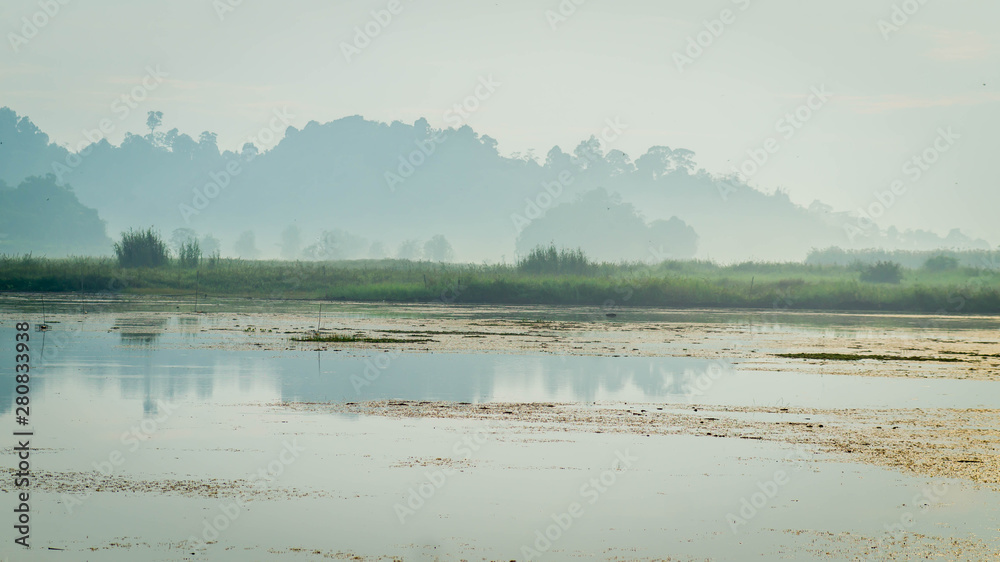 beautiful landscape of swamp and forest surround. the water level is drop during dry season