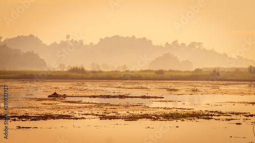 Fototapeta Naklejka Na Ścianę i Meble -  beautiful landscape of swamp and forest surround. the water level is drop during dry season