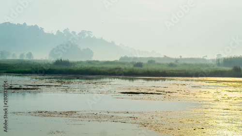 beautiful landscape of swamp and forest surround. the water level is drop during dry season photo