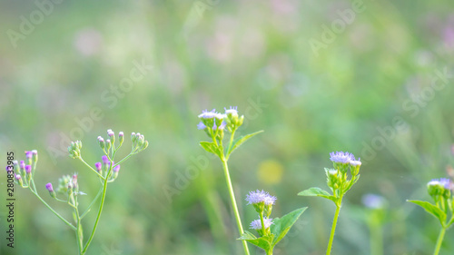 wild flower in the meadow. natural background