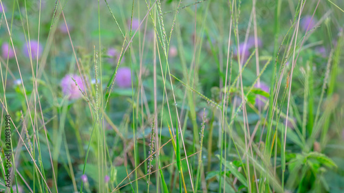 wild flower in the meadow. natural background