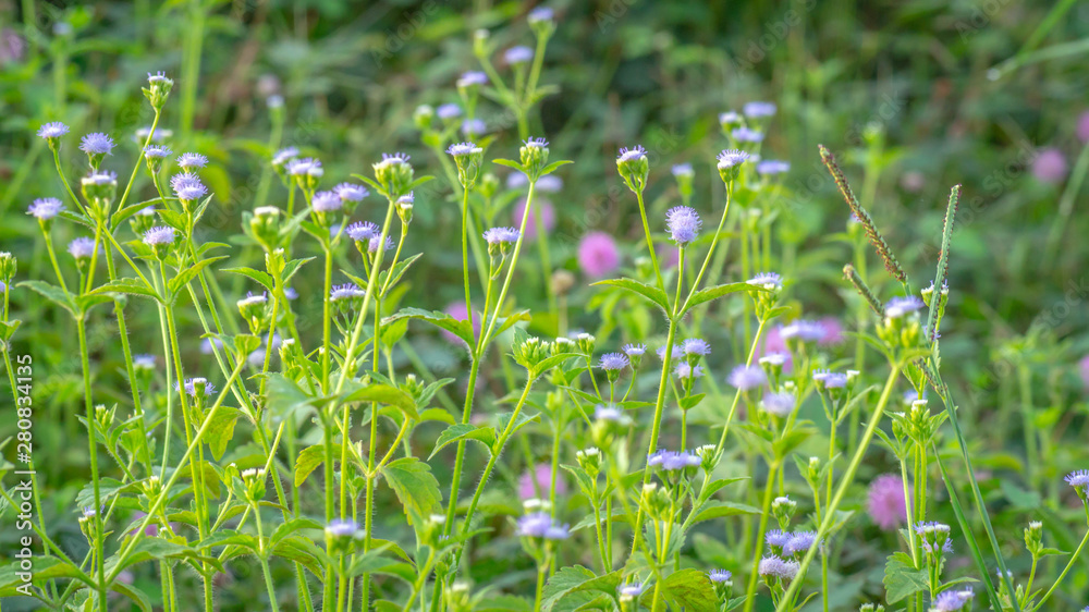 beautiful wild flower in the meadow. natural background beautiful wild flower in the meadow. natural background